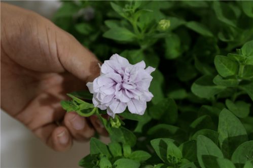 百花競艷，智繪未來——北京國際花展亮點花卉產(chǎn)品全覽