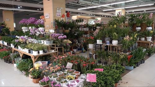 實(shí)探即將閉店的花卉市場 市民趁商家甩賣，提前購置春節(jié)用品花卉
